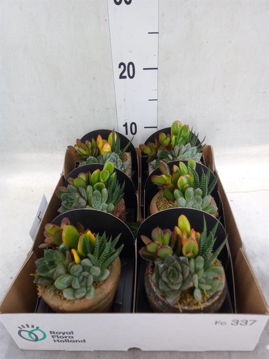 Arr.  Succulents L%