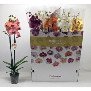 PHAL GEM 10 KL