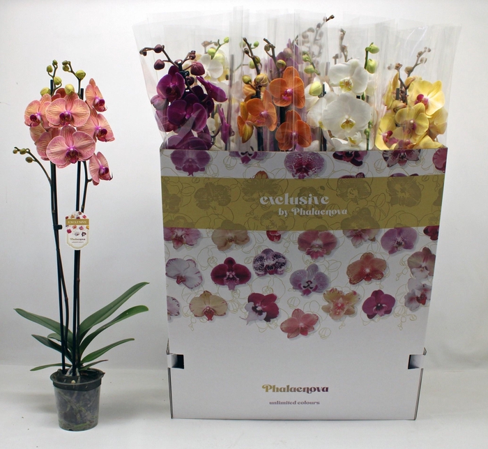 <h4>PHAL GEM 10 KL</h4>