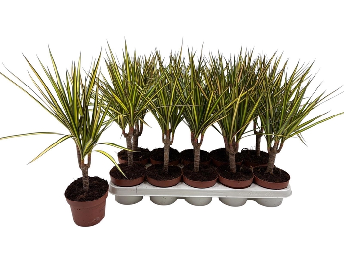 <h4>DRA MARG SUNRAY</h4>