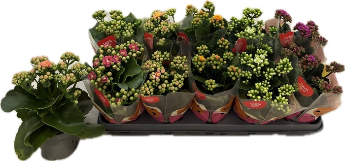 arr8 Kalan B Ge R F Mixtray