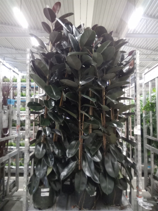 <h4>Ficus elastica 'Abidjan'</h4>