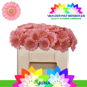 GE MI JUNA