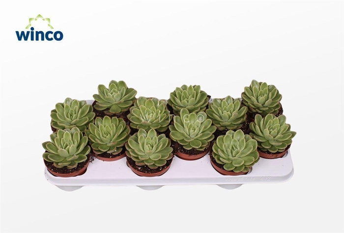 <h4>Echeveria Gilva</h4>