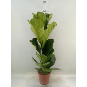 Ficus lyrata
