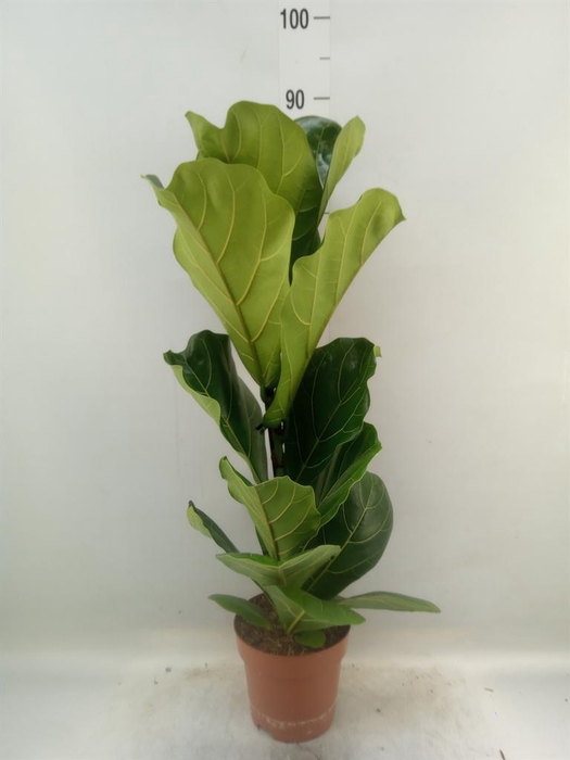 <h4>Ficus lyrata</h4>