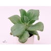 KALANCHOE MARMORATA