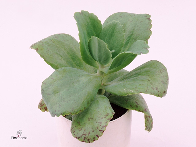 KALANCHOE MARMORATA