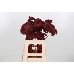 Ammi Zaad Kl Bh Bordeaux