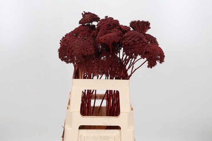 <h4>Ammi Zaad Kl Bh Bordeaux</h4>