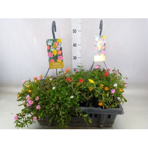Portulaca   ...mix in pot