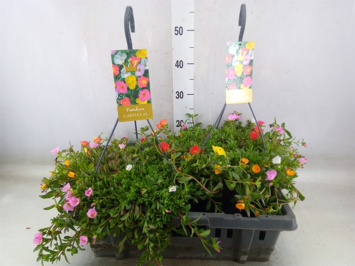 <h4>Portulaca   ...mix in pot</h4>