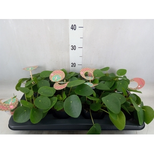 Pilea peperomoides