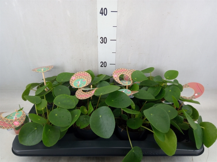 <h4>Pilea peperomoides</h4>