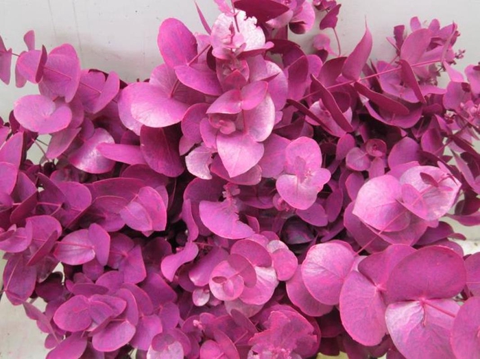 <h4>Euc Cinerea Cerise</h4>