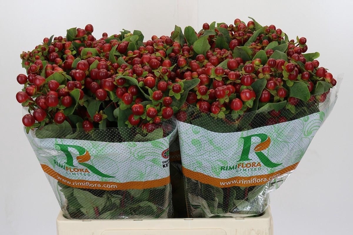 Hypericum Magical Seasons