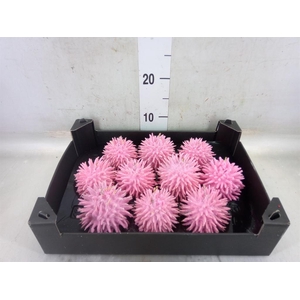 Cucumis hirsitus   .../stuk