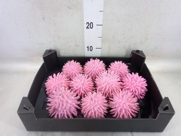 <h4>Cucumis hirsitus .../stuk</h4>