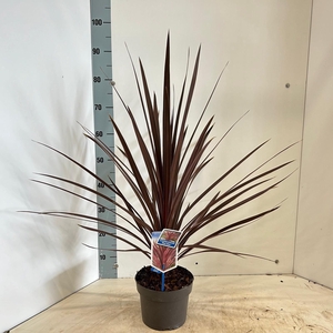 Cordyline