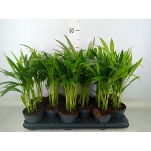 Dypsis lutescens   ...Chrysalidoca