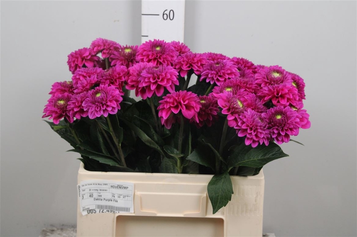 <h4>Dahl Purple Fox</h4>