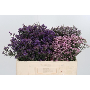Limonium Overig