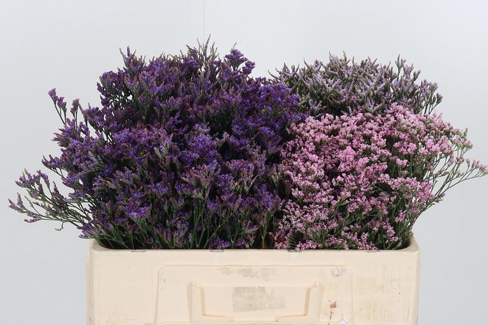 <h4>Limonium Overig</h4>