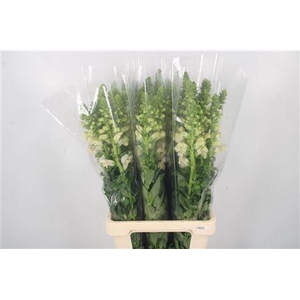 Antirrhinum It. Appleblossom