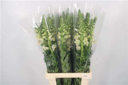 <h4>Antirrhinum It. Appleblossom</h4>