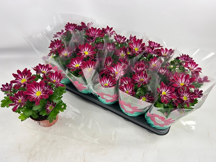 <h4>CHRYS SENSINA</h4>