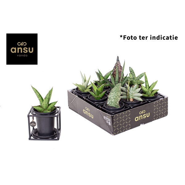 <h4>Sansevieria in design frame mix</h4>