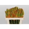 Kniphofia Eycone Peach
