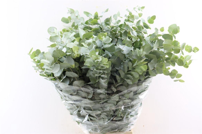 <h4>Euca Cinerea 300gr P Bunch</h4>