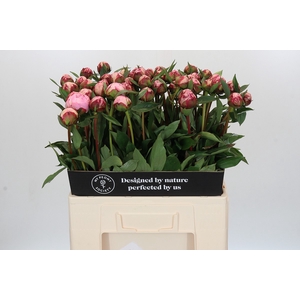 Paeonia Sarah Bernhardt