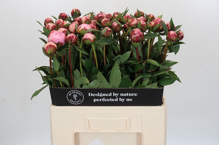 <h4>Paeonia Sarah Bernhardt</h4>