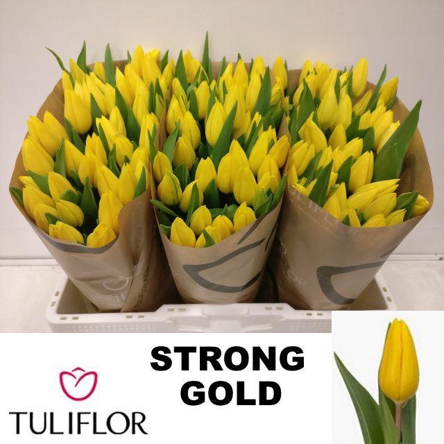 <h4>TU EN STRONG GOLD</h4>