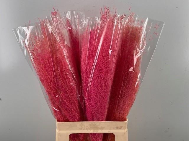 <h4>DRIED SILVERGRAS PB CERISE</h4>
