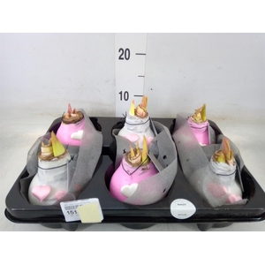 Hippeastrum   ...waxed