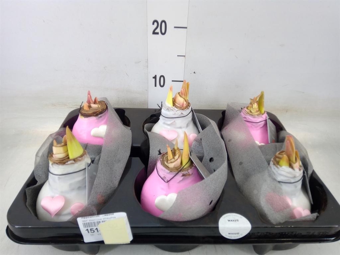 <h4>Hippeastrum   ...waxed</h4>