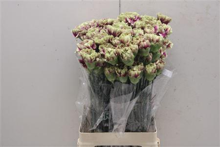 <h4>Di St Merletto Deco</h4>