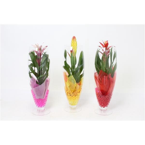 <h4>Bromelia variés</h4>