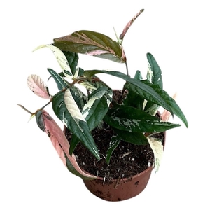 Ficus Overig Sagittata Variegata Pink