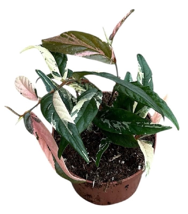 <h4>Ficus Overig Sagittata Variegata Pink</h4>