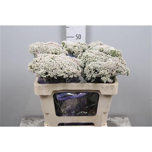 Ozoth Cooks Snow White