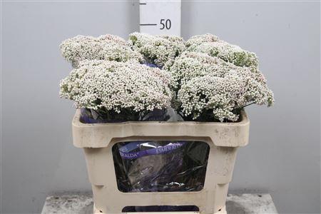 <h4>Ozoth Cooks Snow White</h4>