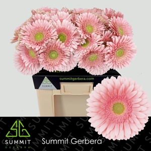 Gerbera Romella Water
