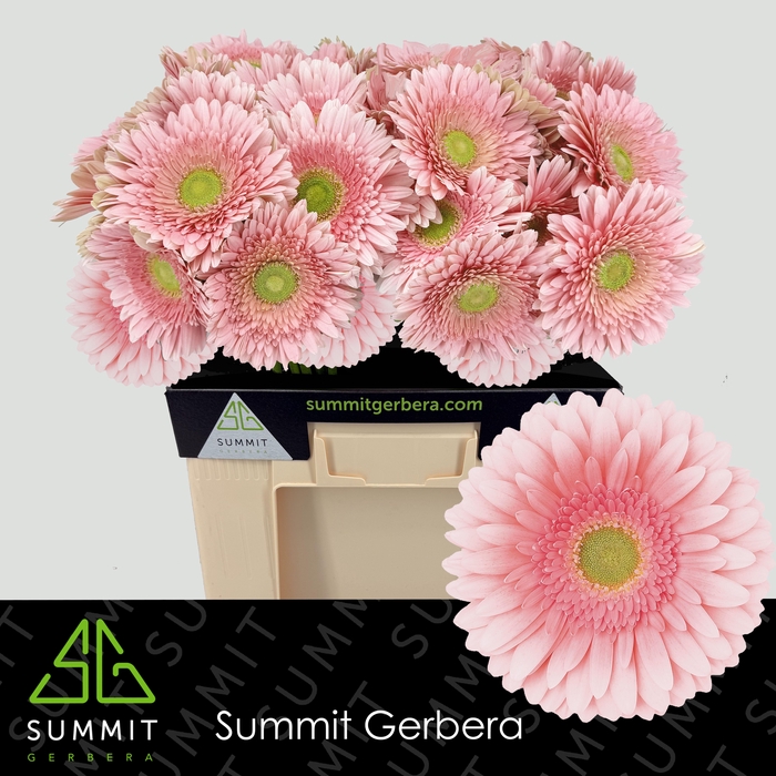 <h4>Gerbera Romella Water</h4>