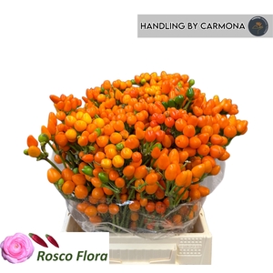 CAP ORANGE CANDY