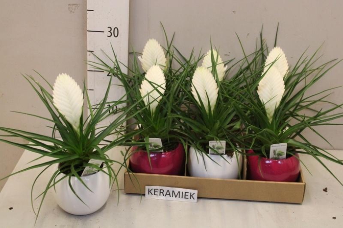 <h4>TILL CY BIANCINI</h4>