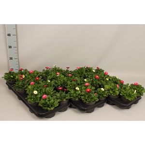 Bellis perennis Gemengd in kist